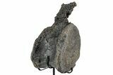 Fossil Theropod Dinosaur (Allosaurus) Vertebra - Wyoming #357042-4